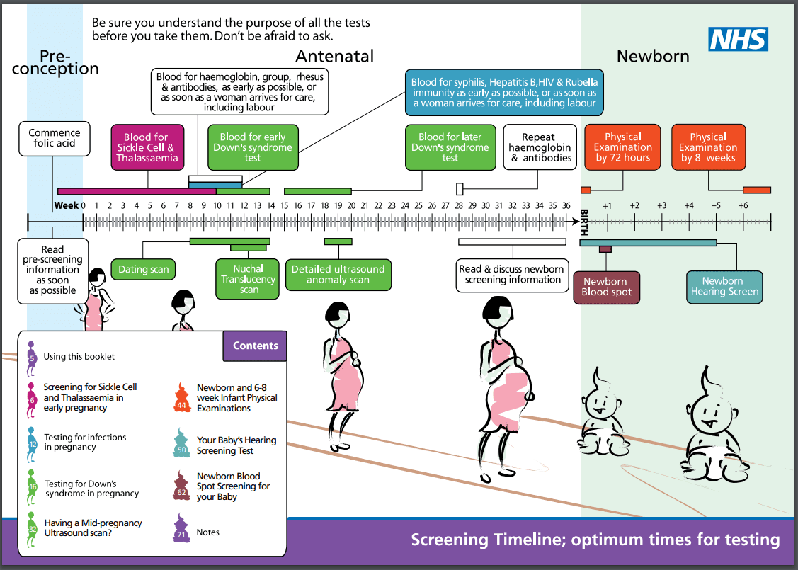 Antenatal screening timeline -NHS